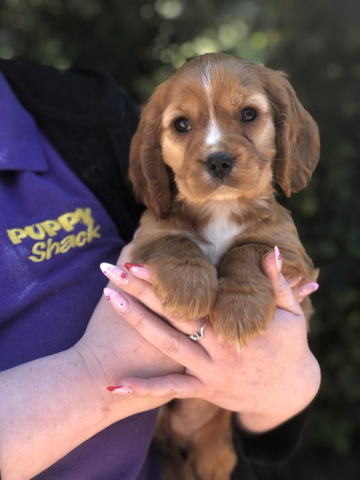 Beautiful golden Cavalier x Cocker Spaniel puppy dog held in arms at Puppy Shack Brisbane.